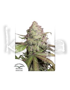 Dutch Passion CBD Charlotte's Angel Féminisé 3pces