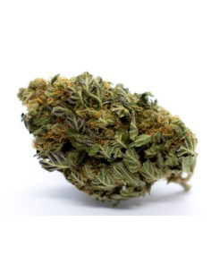 Red City Orange Bud CBD Indoor 5gr