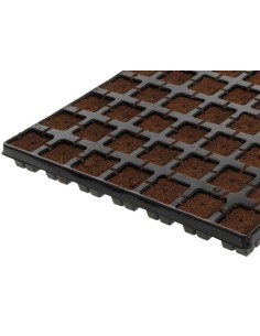 Eazy Plug 77stk auf Anzuchtmatte