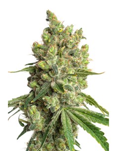 JYM's Limonic CBD 3Stk
