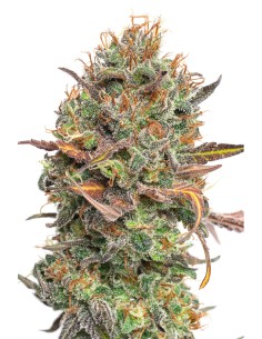 JYM's Mango Rambo CBD 3Stk