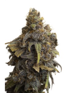 JYM's Strawberry CBD 3pces