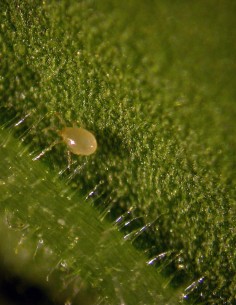 Amblyseius 10 Sachets de 500pces Insectes auxilliaire