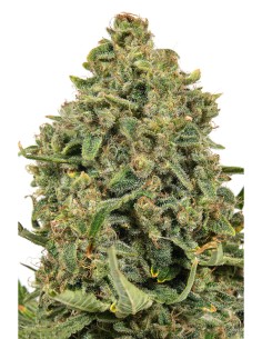 JYM's Tonic CBD Féminisée 3Stk