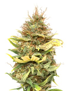 JYM's CBG No 6 Feminisiert 10Stk
