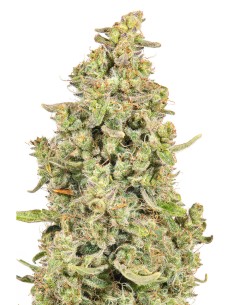 JYM's Lemon Q CBD Feminisiert 3Stk