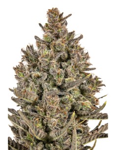 JYM's Lemon Haze CBD Feminisiert 3Stk