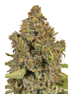 JYM's HarleQueen CBD Féminisée 3Stk