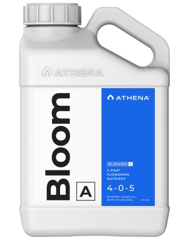 Athena Bloom A