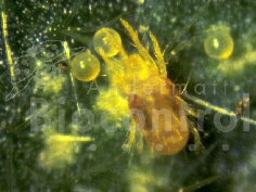 Phytoseiulus persimilis 