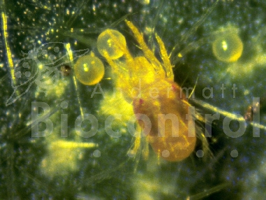 Phytoseiulus persimilis 