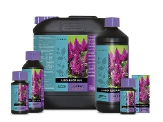 Bcuzz Blossom Builder Liquid PK 29-32