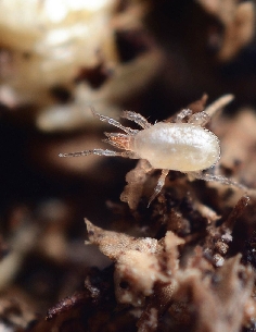 Hypoaspis Miles 2000pces