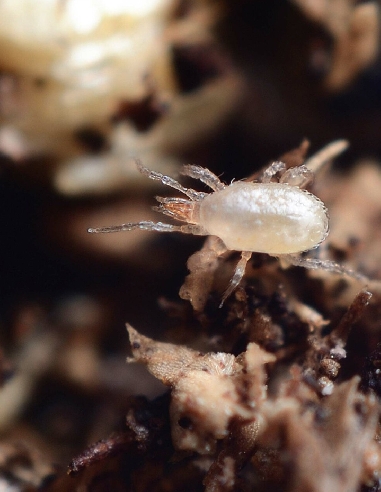 Hypoaspis Miles 2000pces