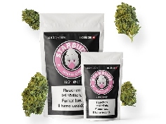 Starbuds Bubble Gum Indoor CBD 22% 12gr