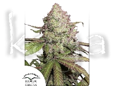 Dutch Passion CBD Charlotte's Angel Féminisé 3pces 