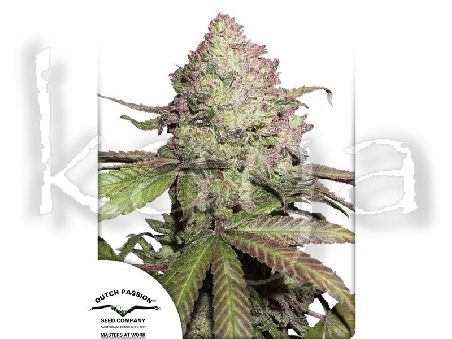 Dutch Passion CBD Charlotte's Angel Féminisé 3pces 