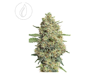 JYM's CannaQueen CBD Féminisée 3pces