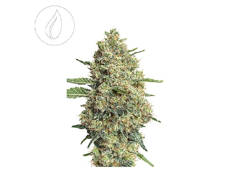 JYM's CannaQueen CBD Féminisée 3pces