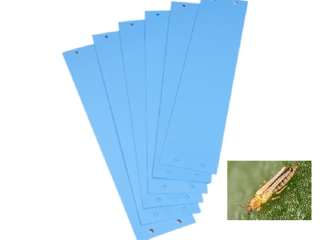 Bandes Bleues Autocollantes contre les Thrips (20pces)
