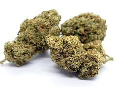 Red City Critical Indoor CBD 4gr