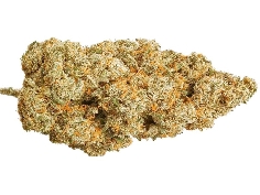 CannaGold Amnesia 9g CBD Indoor