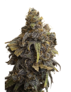 JYM's Strawberry CBD 3pces