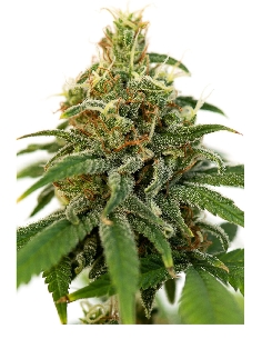 JYM's Sour Fruit CBD 3pces