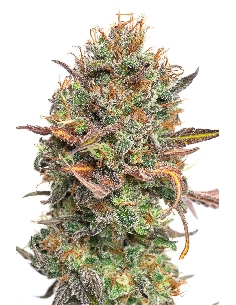 JYM's Mango Rambo CBD 3pces