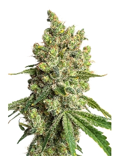 JYM's Limonic CBD 3pces