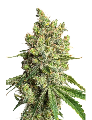 JYM's Limonic CBD 3pces