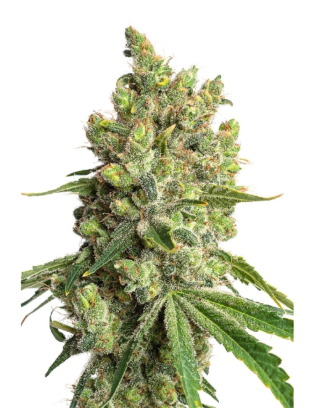 JYM's Limonic CBD 3pces