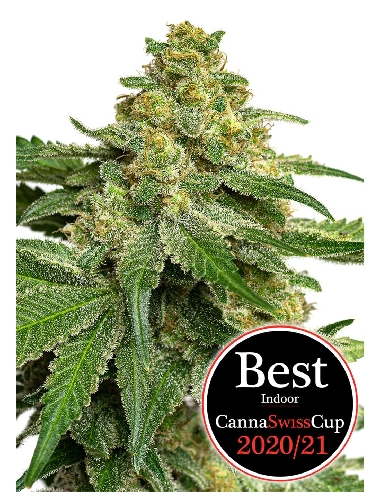 JYM's Saparot CBD 3pces