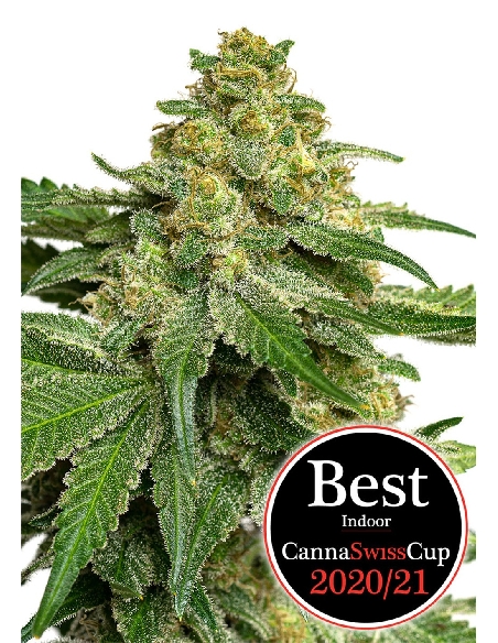 JYM's Saparot CBD 3pces