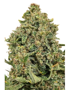 JYM's Tonic CBD Féminisée 3pces