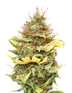 JYM's CBG No 6 Féminisée 10pces