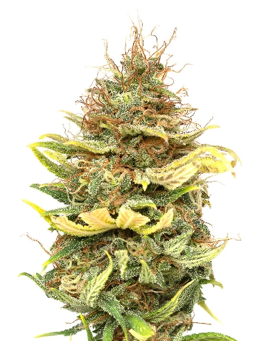 JYM's CBG No 6 Féminisée 10pces