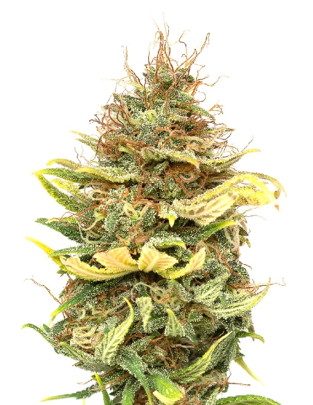 JYM's CBG No 6 Féminisée 10pces