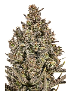 JYM's Lemon Haze CBD Féminisée 3pces