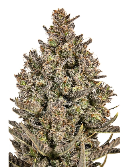 JYM's Lemon Haze CBD Féminisée 3pces