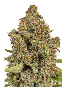 JYM's HarleQueen CBD Féminisée 3pces