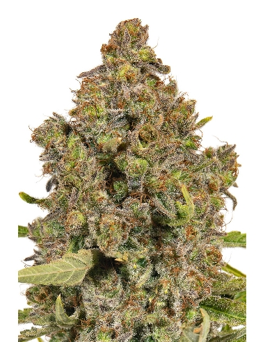 JYM's HarleQueen CBD Féminisée 3pces