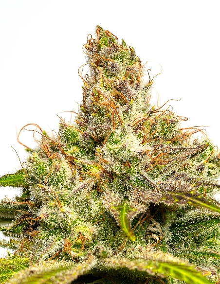 JYM's Blue Moon CBD Féminisée 3pces