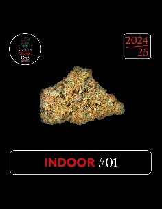 CannaSwissCup indoor 1