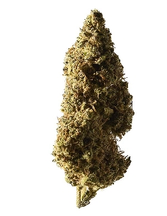 Herba Di Berna Blueberry Muffin Outdoor CBD 45gr