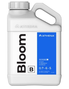 Athena Bloom B