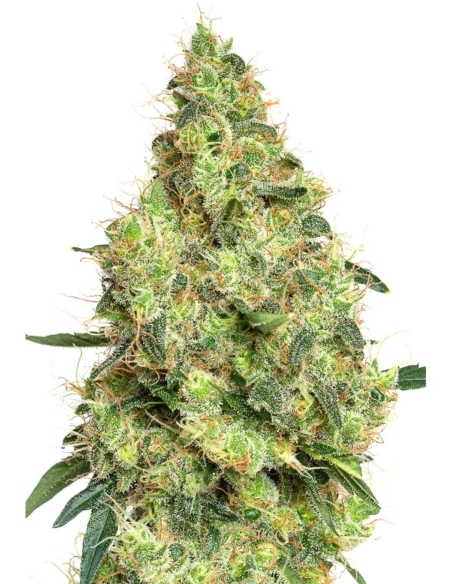 JYM's Tangerine CBD Féminisée 3pces